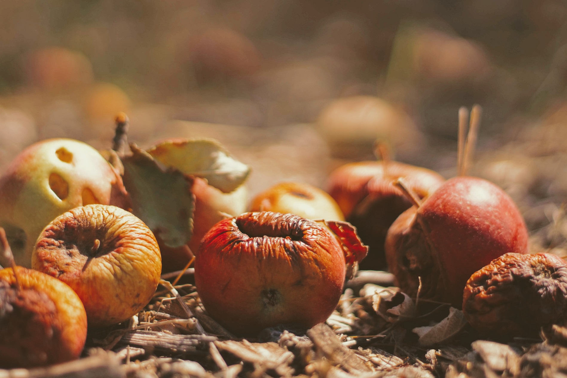 arc21 Supports Food Waste Action Week
